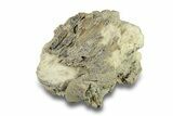 Agatized Fossil Coral Geode - Florida #271635-4